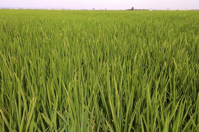 Albufera: Lake, Paella and Birdwatching - Getting to Albufera without the hassle: pickup, timing, and comfort