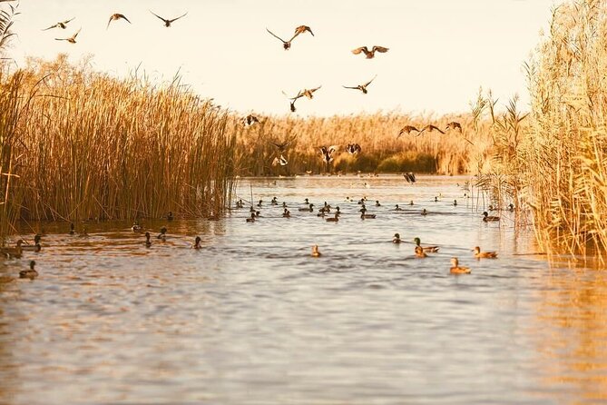 Albufera Natural Park with Sunset Boat Tour from Valencia - Stop 1: L’Albufera—rice fields, forests, and a sense of Valencia’s wetlands