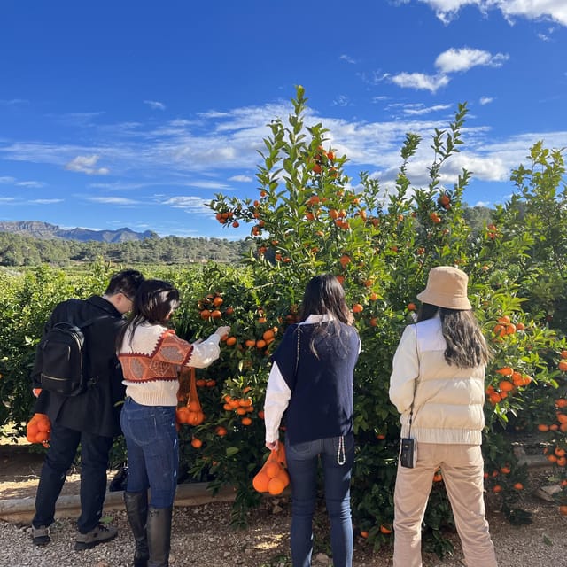 Citrus Treasures: Exploring Valencia's Orange Grove - Key highlights you’ll actually care about
