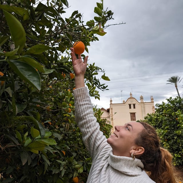 Citrus Treasures: Exploring Valencia's Orange Grove - The Tasting Stop: Natural Juice, Jams, Orange Blossom Honey, and Liqueurs