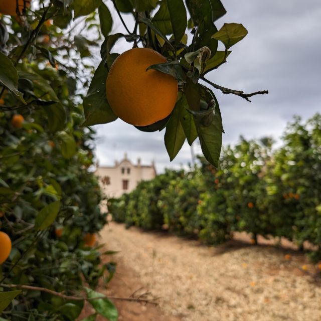 Citrus Treasures: Exploring Valencia's Orange Grove - Who This Tour Fits Best (and Who Might Hesitate)