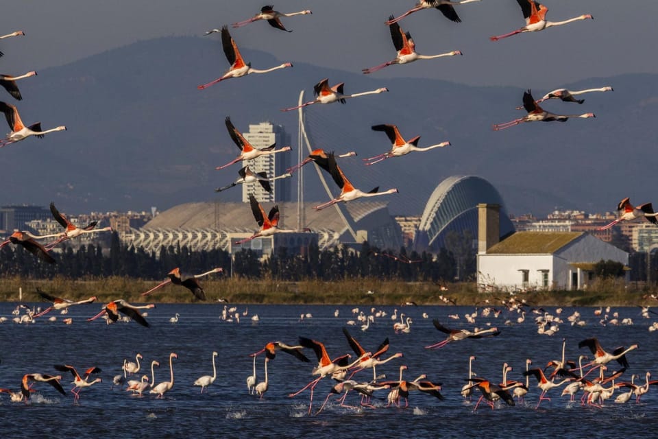 From Valencia: Albufera Boat Ride, Sunset & Paella Included - Albufera by boat: why this trip works