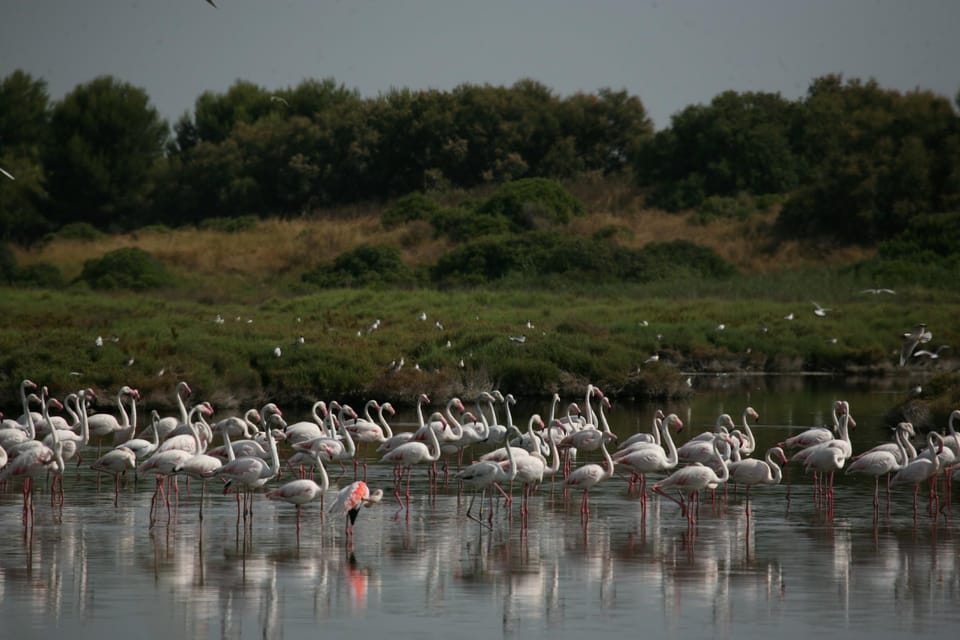 From Valencia: Albufera Boat Ride, Sunset & Paella Included - Paella in the birthplace area: what you get for your meal