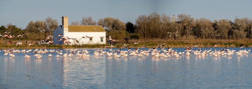 From Valencia: Albufera Private Tour, Paella & Boat Ride - Albufera Boat Cruise: Sunset on the Water for One Hour