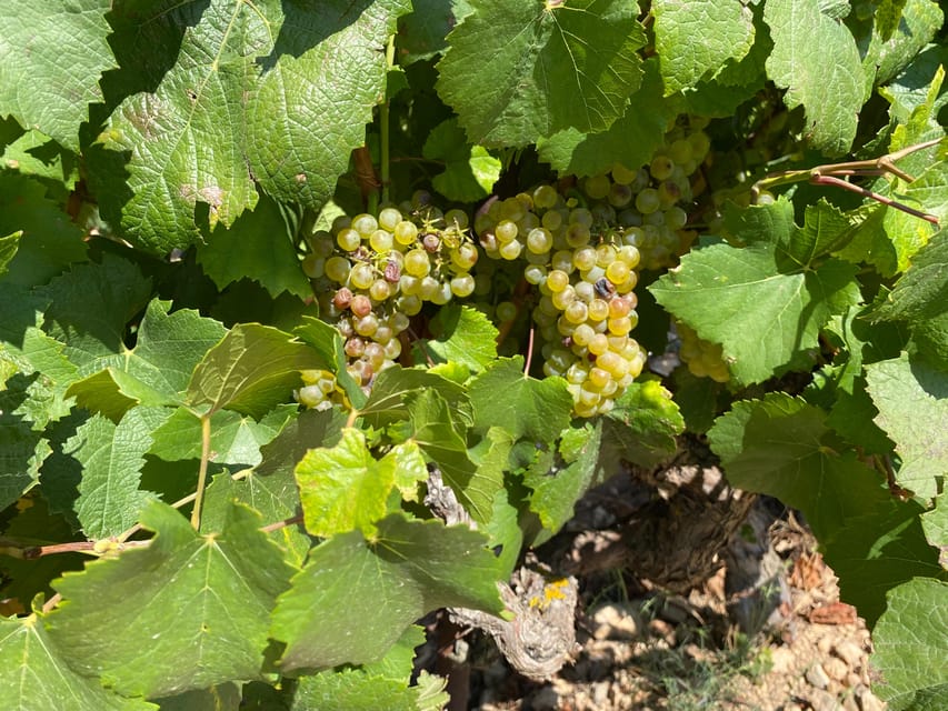 From Valencia: Utiel-Requena Wine Tour and Traditional Lunch - Requena’s medieval underground winery: history you can walk through