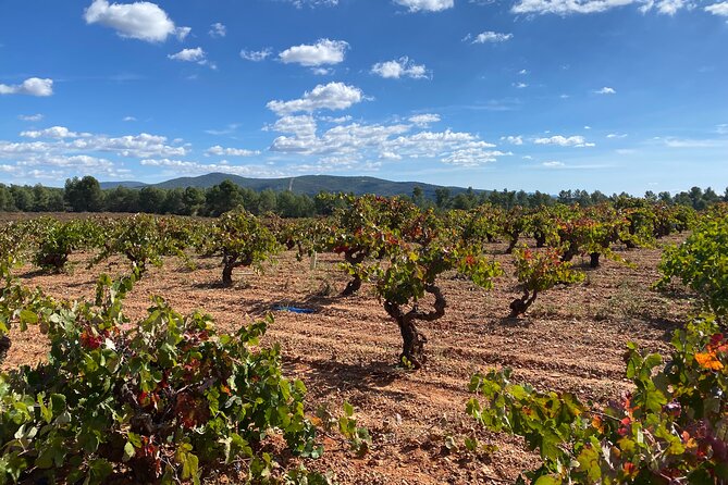 Full Day Private Requena Wineries Premium Tastings - Key Points You’ll Care About Before Booking