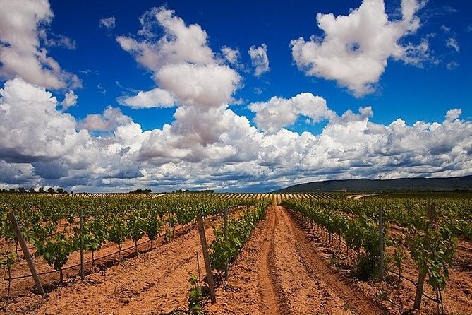 Full Day Private Requena Wineries Premium Tastings - Bodegas Vegalfaro: Organic Farming and Pago de Los Balagueses Wines (Stop 2)