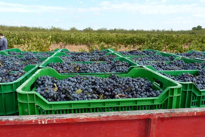 Full Day Private Requena Wineries Premium Tastings - Bodega Chozas Carrascal: 6+ Wines, Cava Cellars, and Why It’s Not Champagne (Stop 3)