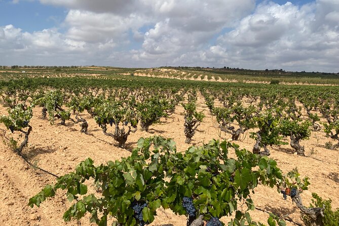 Full Day Private Requena Wineries Premium Tastings - Sierra Norte Winery: Bobal, Malvar, Old-Vine Garnacha, and Cava Rosé (Stop 4)