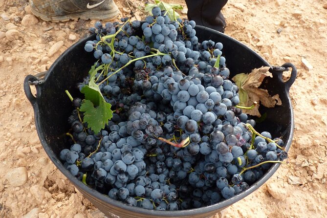 Full Day Private Requena Wineries Premium Tastings - Lunch in Requena: DO Wine With Real Regional Food