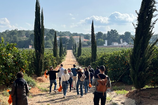Live an Experience Among Orange Trees in Huerto Ribera - What you learn on the path: pruning, grafting, flowering, irrigation