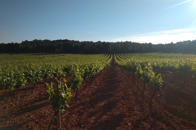 Private Wineries Tour from Valencia (morning tour) - Morning Wine Education in Utiel-Requena