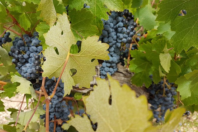 Singular Valencia Wine Tour Utiel Requena Wineries - Lunch included: a local village meal beats a generic stop