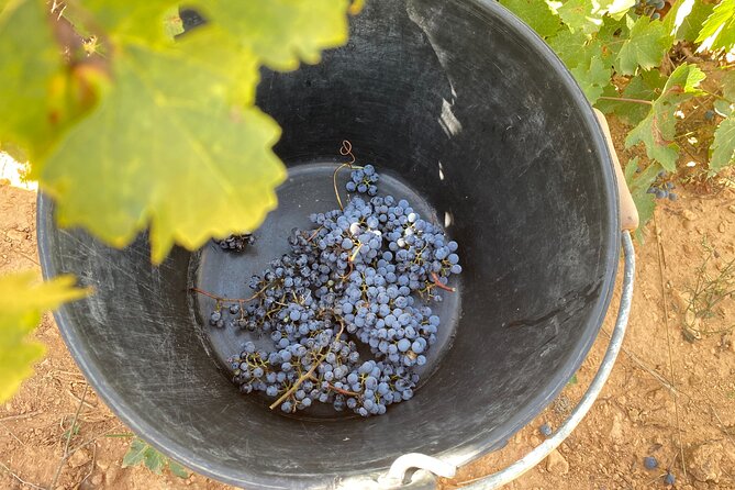 Singular Valencia Wine Tour Utiel Requena Wineries - Who this tour suits best (and who might want something else)