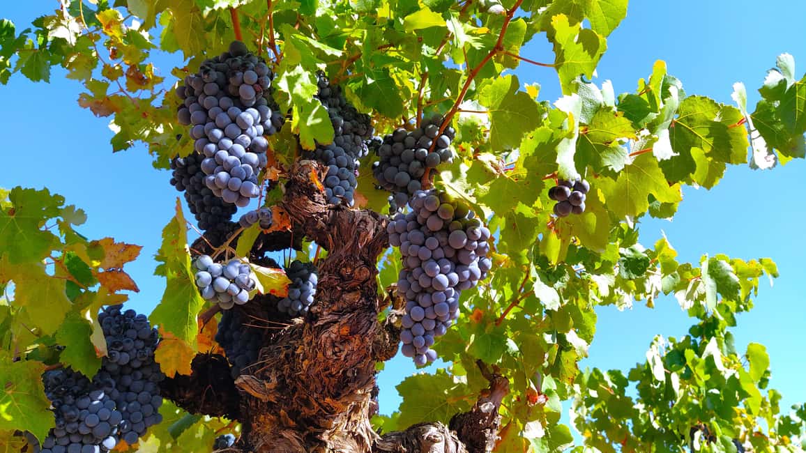 Small-Group Wine Tour from Valencia with Tastings Max 7 - Murviedro’s Bodega Histórica: stepping into wine made underground