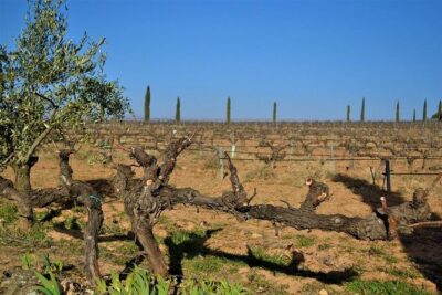 Small-Group Wine Tour with Local Expert (7 max) - Requena at the center: two wineries plus a guided history walk