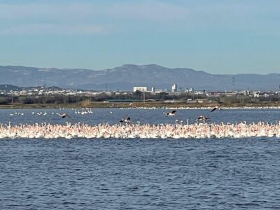 Valencia: The Albufera Lake Self-Guided E-Bike Tour - Where to pick up your e-bike (and what to check first)