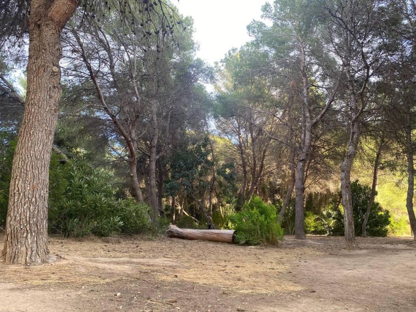 Valencia: The Albufera Lake Self-Guided E-Bike Tour - Battery range and bike comfort: small issues, big mood