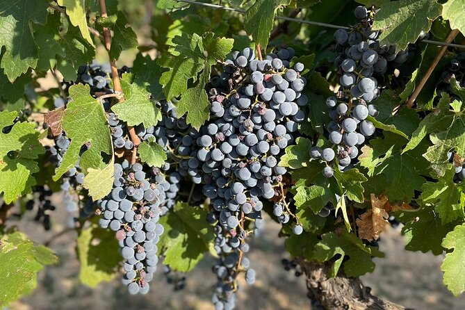 Wine tasting tour - Appetizers Pairing With Both Tastings